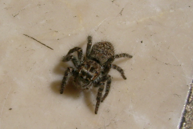 Philaeus crysops femmina immatura